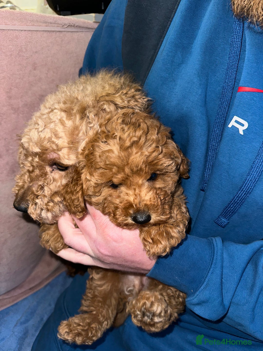 Toy Poodle dogs for sale: Toy poodle puppy - Advert 8