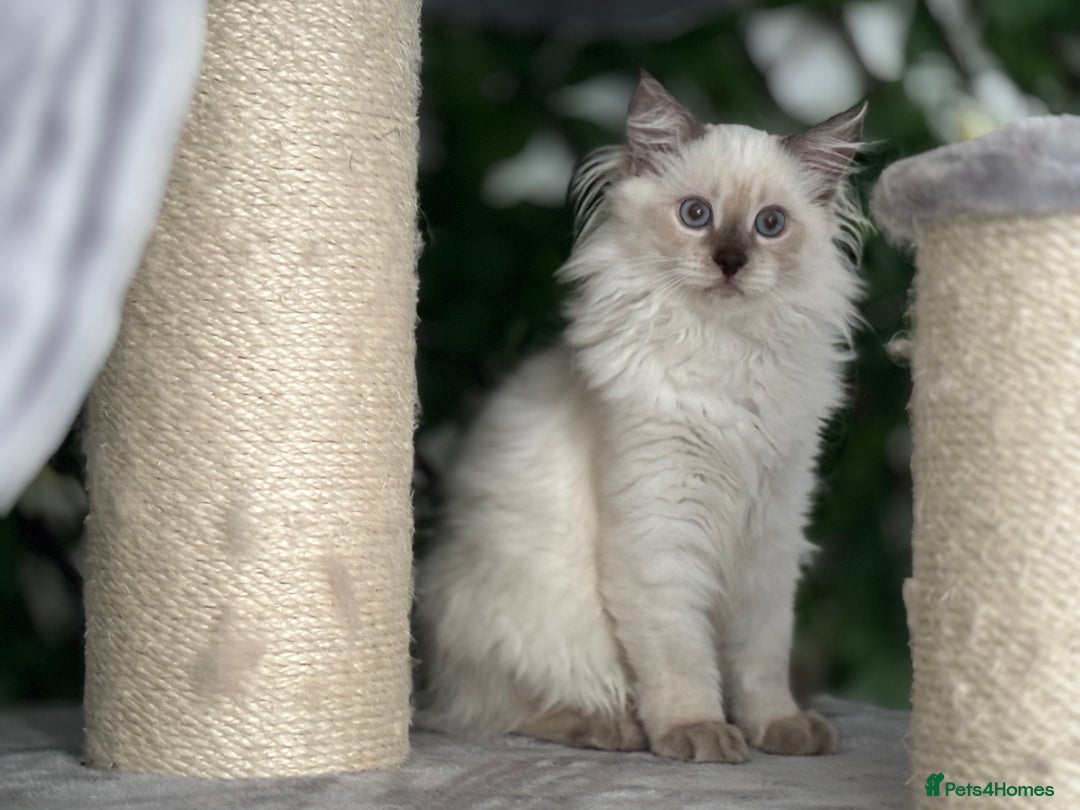 Ragdoll cats for sale: TICA, DNA tested, 5 gen pedigree  - Image 30