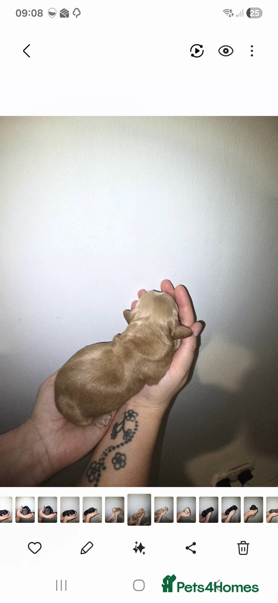 Cocker Spaniel dogs for sale: Cocker spainel puppies - Advert 29