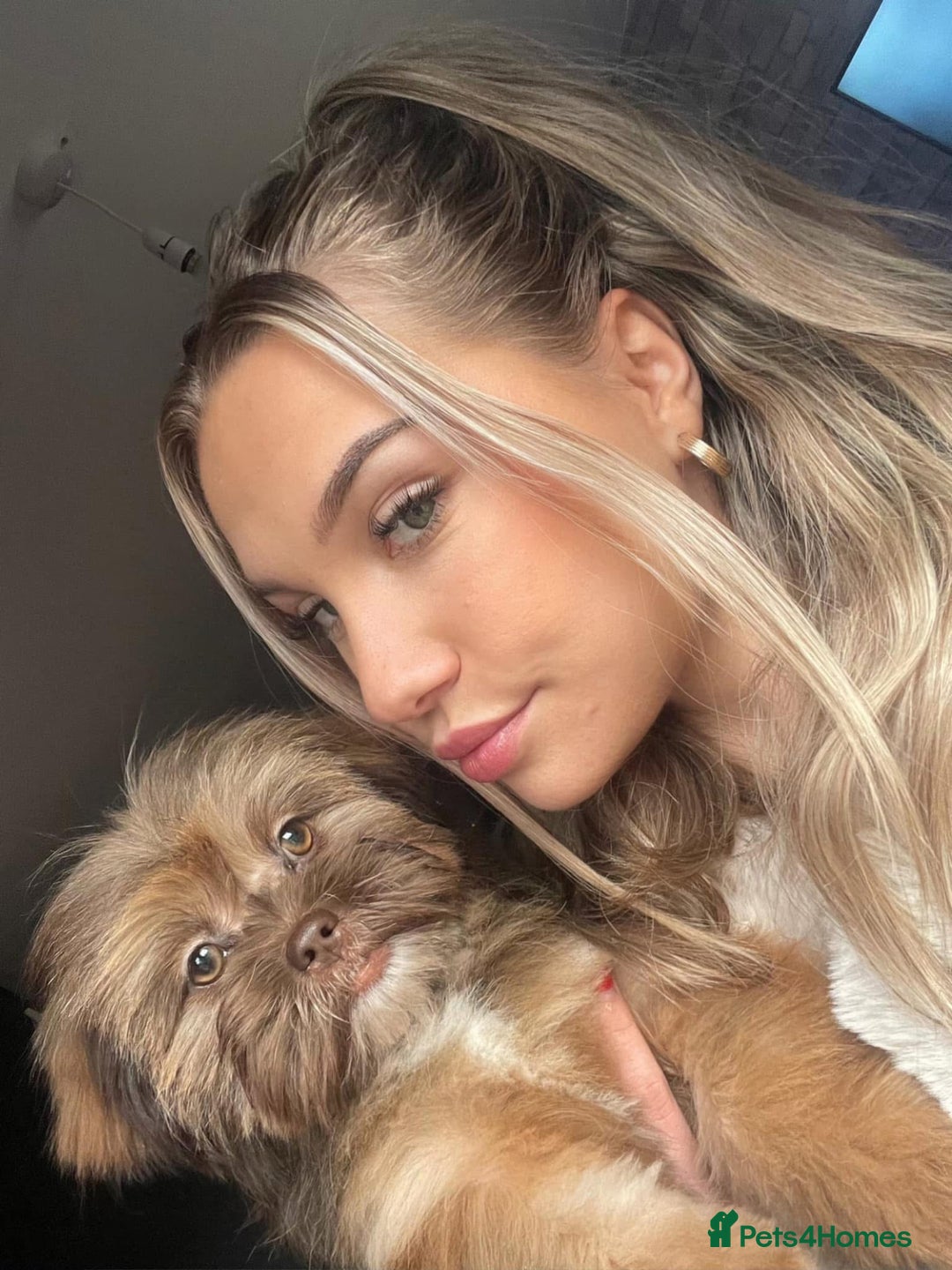 Mixed Breed dogs for sale: Gentle, Child-Friendly Dog Seeking a Loving Home - Advert 8