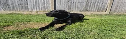 Labrador Retriever dogs for stud: Stud black lab  in Ilkeston - Advert 9