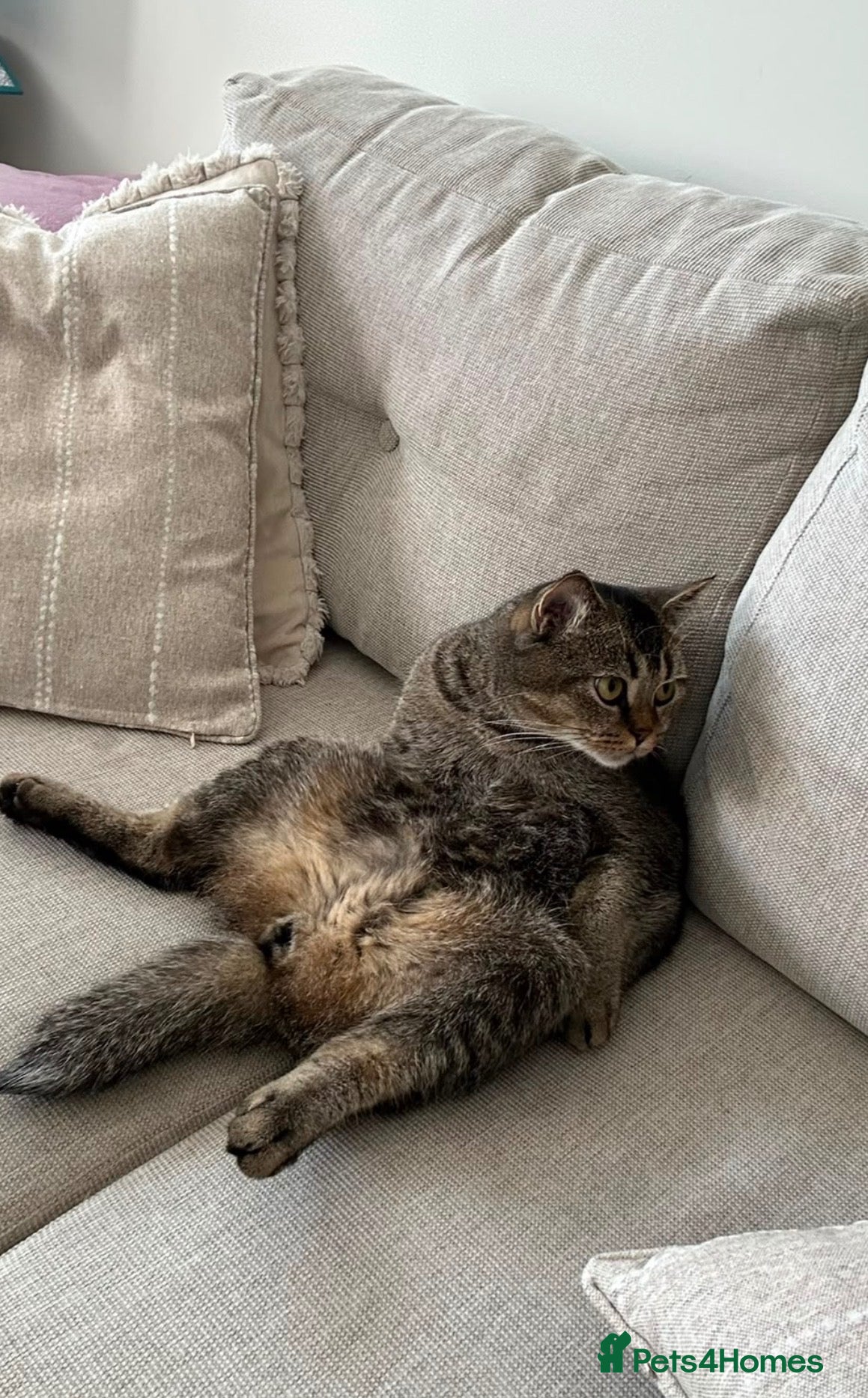 Domestic Shorthair cats Shorthair  - Advert 4