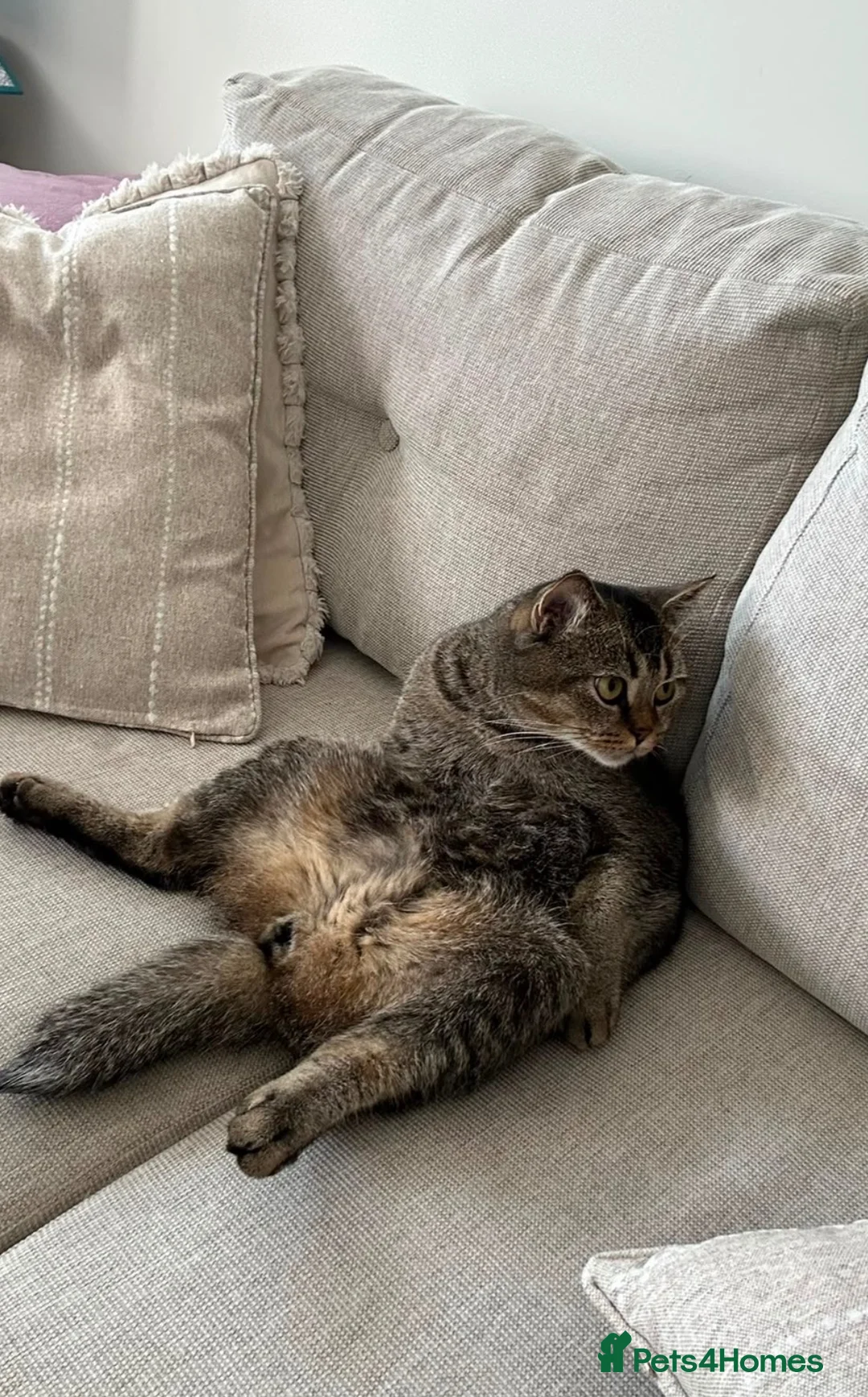 Domestic Shorthair cats for sale: Shorthair  in Brentwood - Advert 1