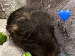 Guinea Pig rodents GORGEOUS BABY GUINEA PIGS - Advert 14