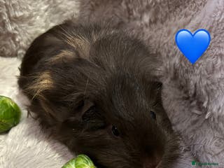 Guinea Pig rodents GORGEOUS BABY GUINEA PIGS - Advert 20