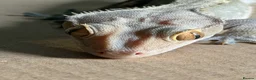 Gecko reptiles for sale: 3 Geckos For Sale (1, Gargoyle Gecko, 2 Crested) - Advert 8