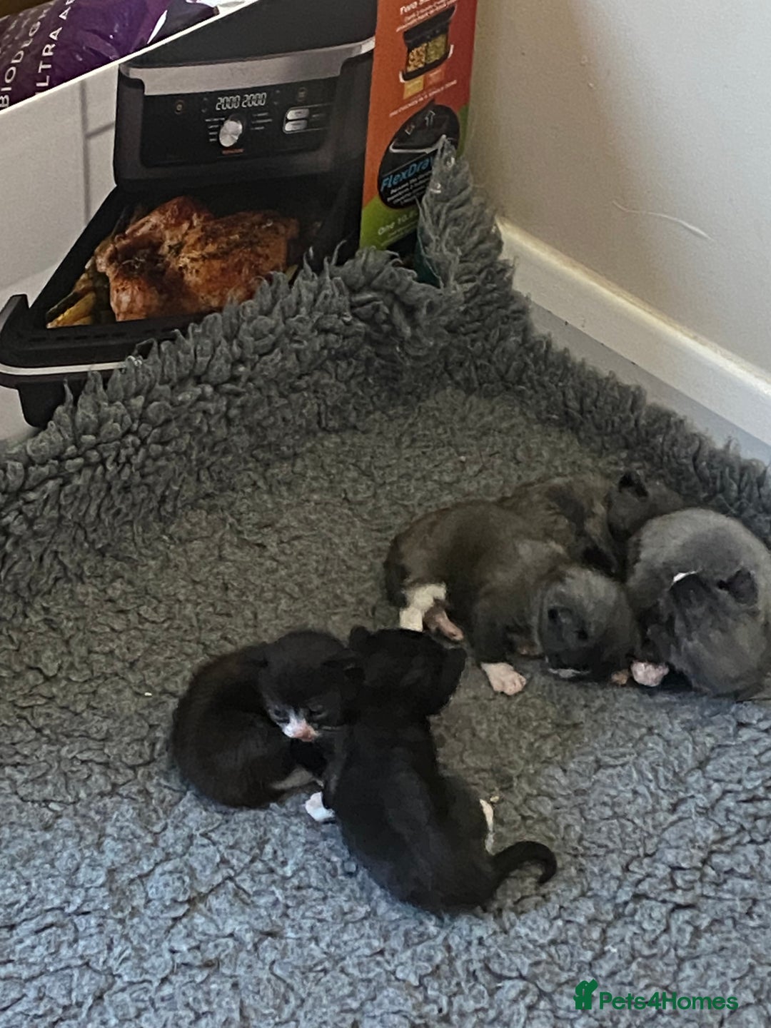 Mixed Breed cats for sale: Beautiful playful kittens  - Image 7