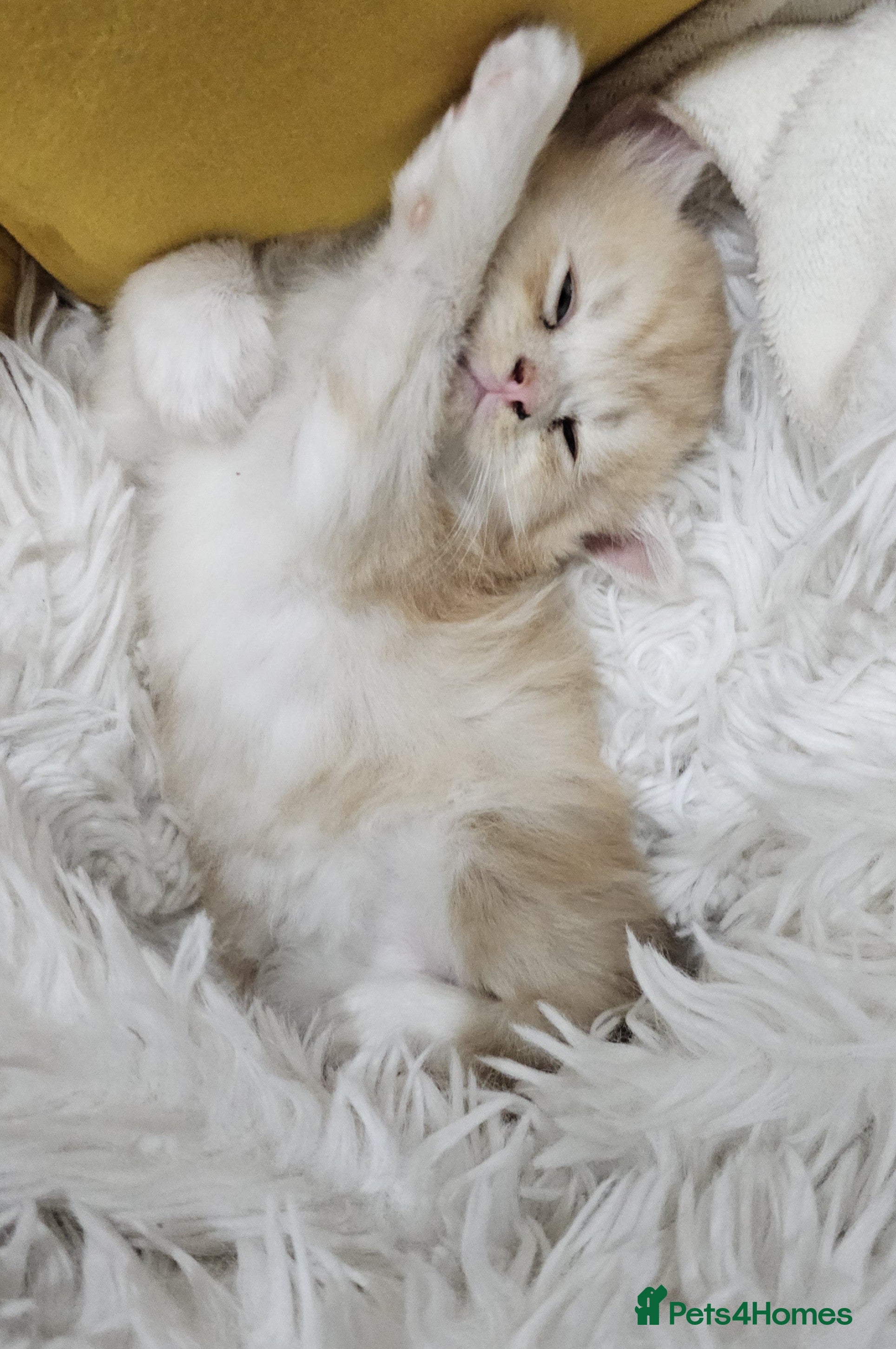 Persian cats Adorable Persian kittens - Advert 1