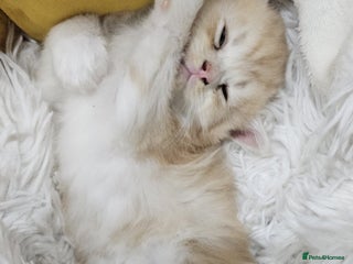 Persian cats Adorable Persian kittens - Advert 1