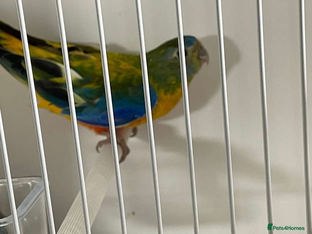 Parakeets birds for sale: Proven pair of Turquoise Grass Parakeet - Advert 3
