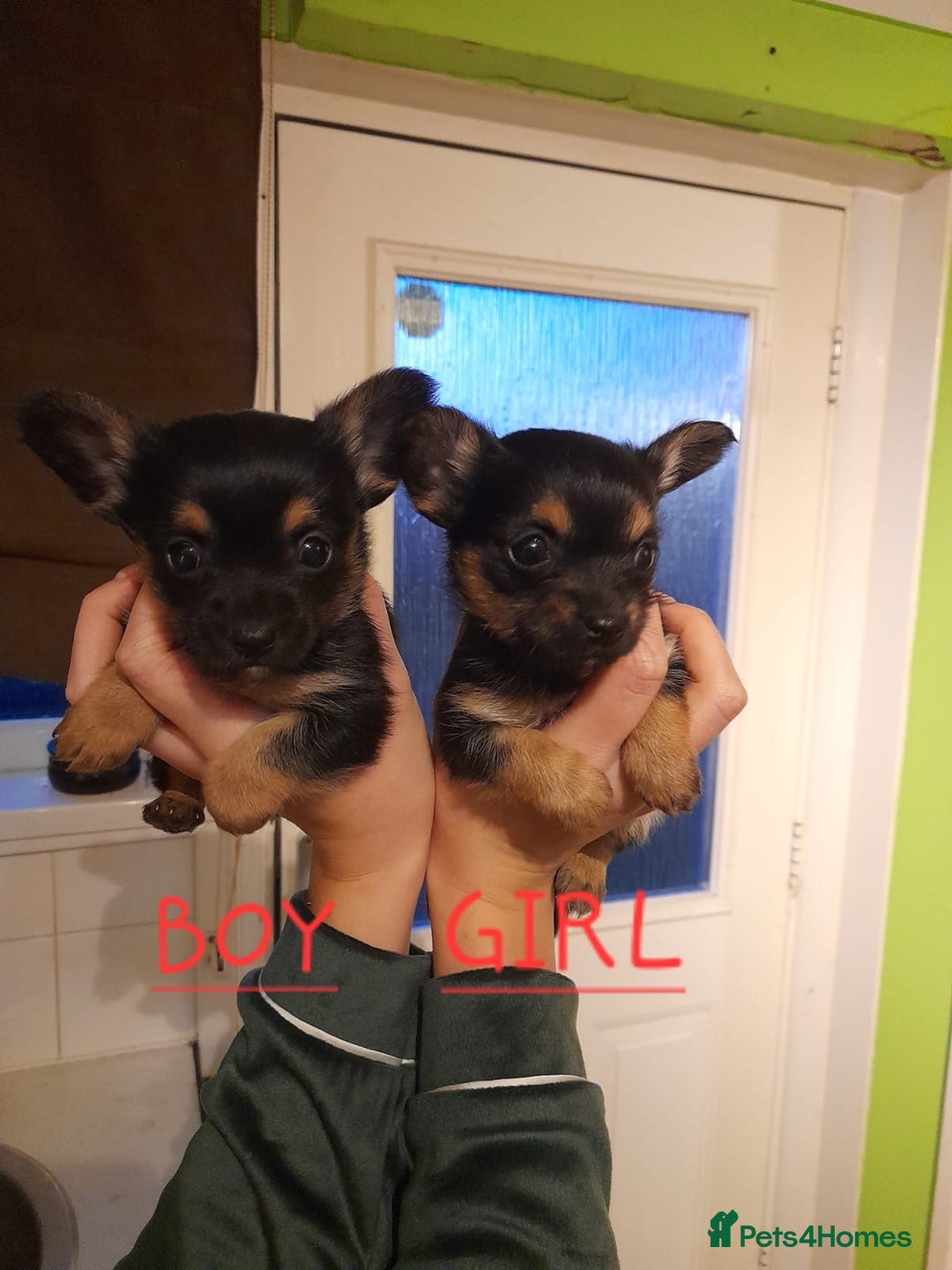 Chorkie dogs for sale: Chorkie puppies for sale - Advert 3