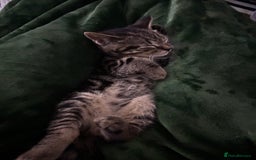American Shorthair cats for sale: Tabby Kitten  - Image 9