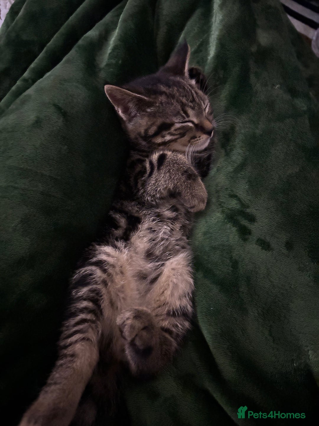 American Shorthair cats for sale: Tabby Kitten  - Image 9