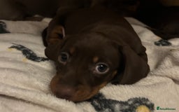 Miniature Dachshund dogs for sale: KC Registered Miniature Dachshund Puppies For Sale - Image 11