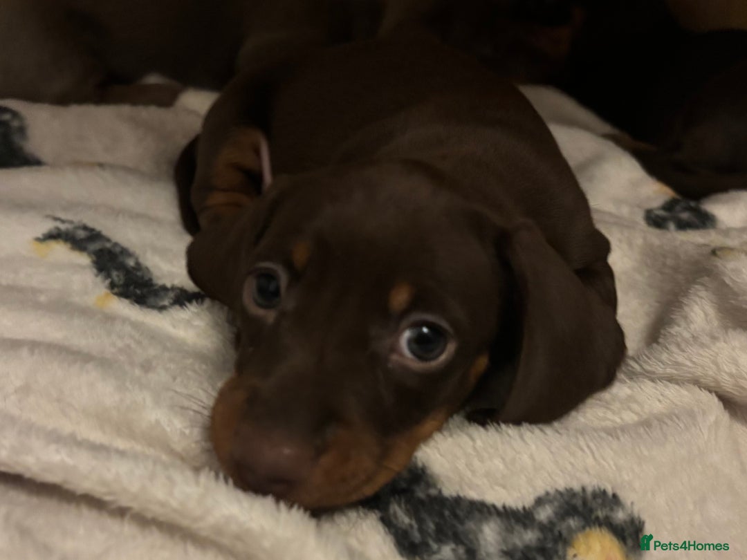 Miniature Dachshund dogs for sale: KC Registered Miniature Dachshund Puppies For Sale - Image 11