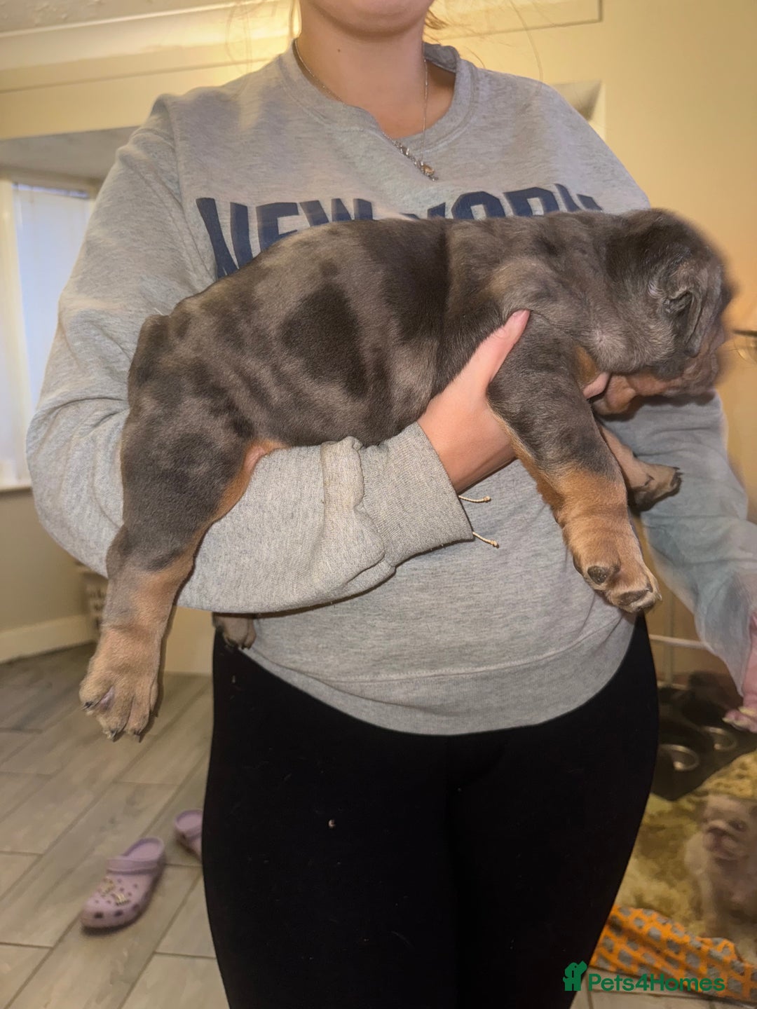 English Bulldog dogs for sale: Bettie & 007 babies short compact   - Image 36
