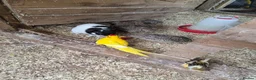 Cockatiels birds for sale: Avairy sale..mixed breeds in Winsford - Advert 8