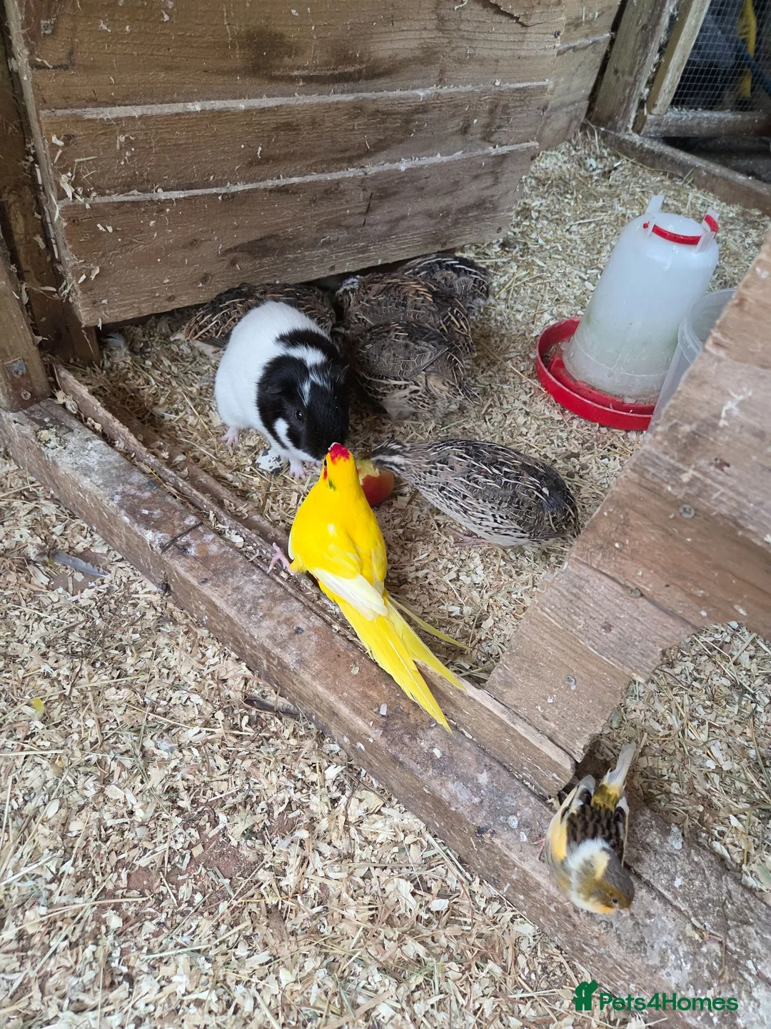 Cockatiels birds for sale: Avairy sale..mixed breeds in Winsford - Advert 8
