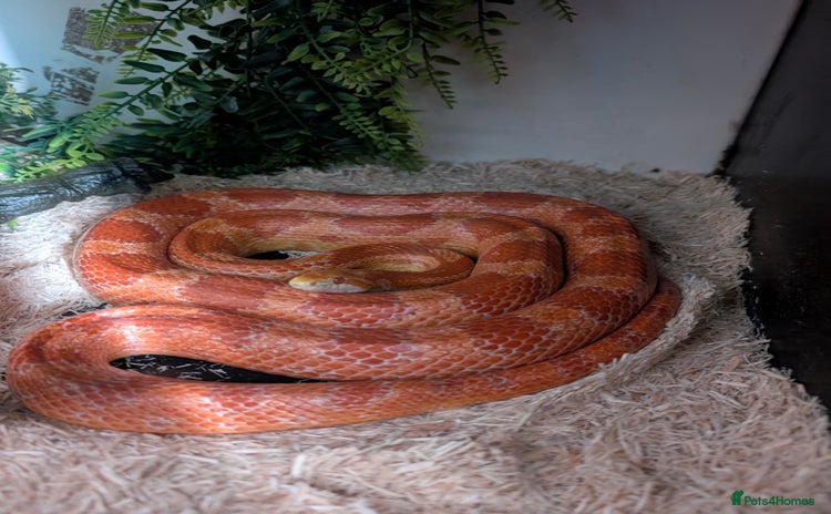 Corn Snake reptiles - Advert 2