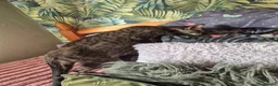 Savannah cats for sale: F3 savannah kittens - Advert 10