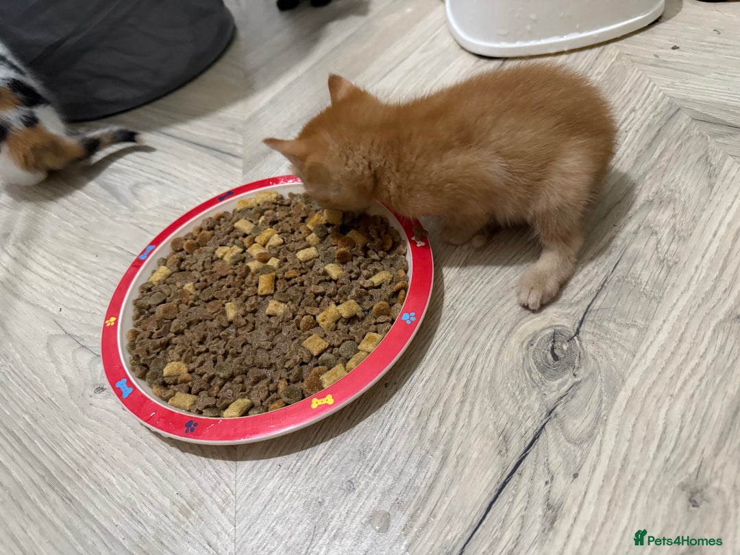 Mixed Breed cats for sale: Beautiful Kittens READY NOW - Image 20