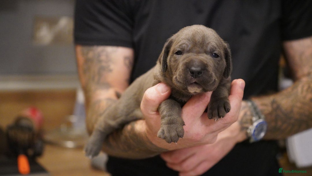 Cane Corso dogs for sale: 6 week old blue cane corso puppies  - Image 5