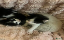 Ragdoll cats for sale: Half rag doll kitten   - Image 9