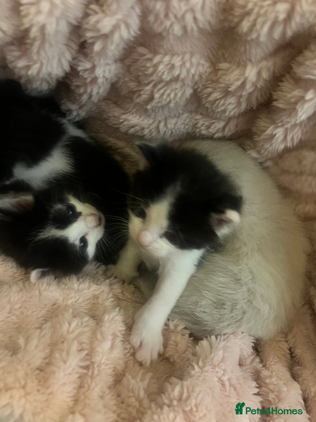 Ragdoll cats for sale: Half rag doll kitten   - Image 9