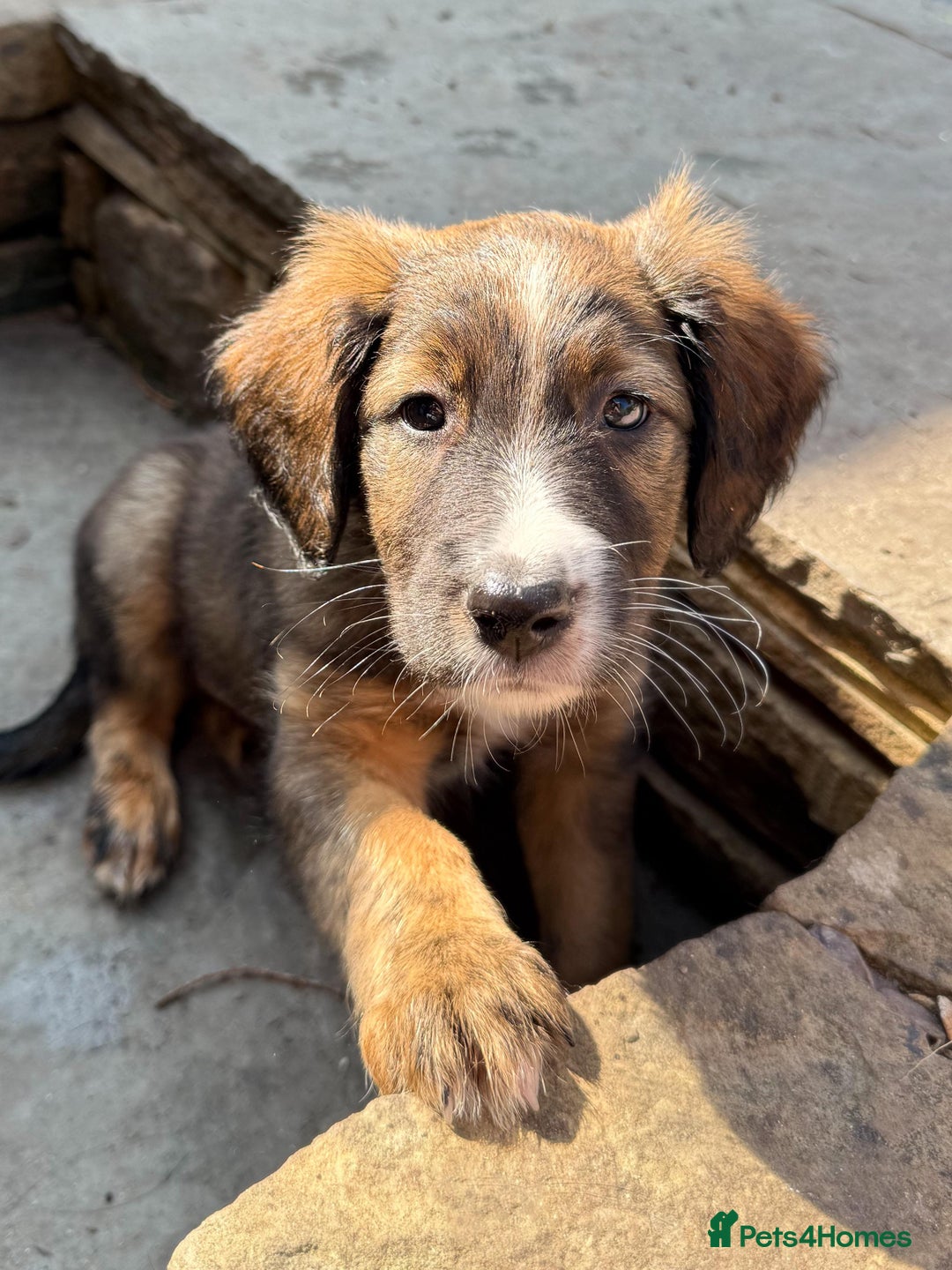 Mixed Breed dogs for sale: Beautiful Cocker X Collie Pups  - Image 3