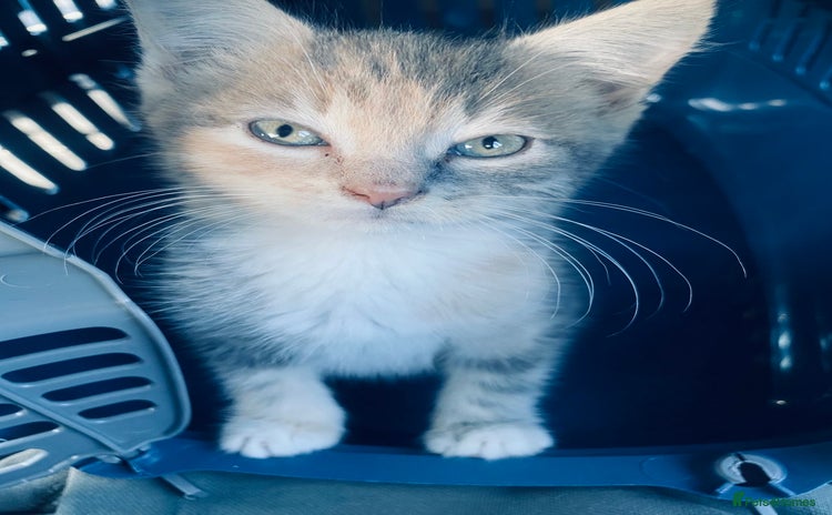 Domestic Shorthair cats - Advert 18