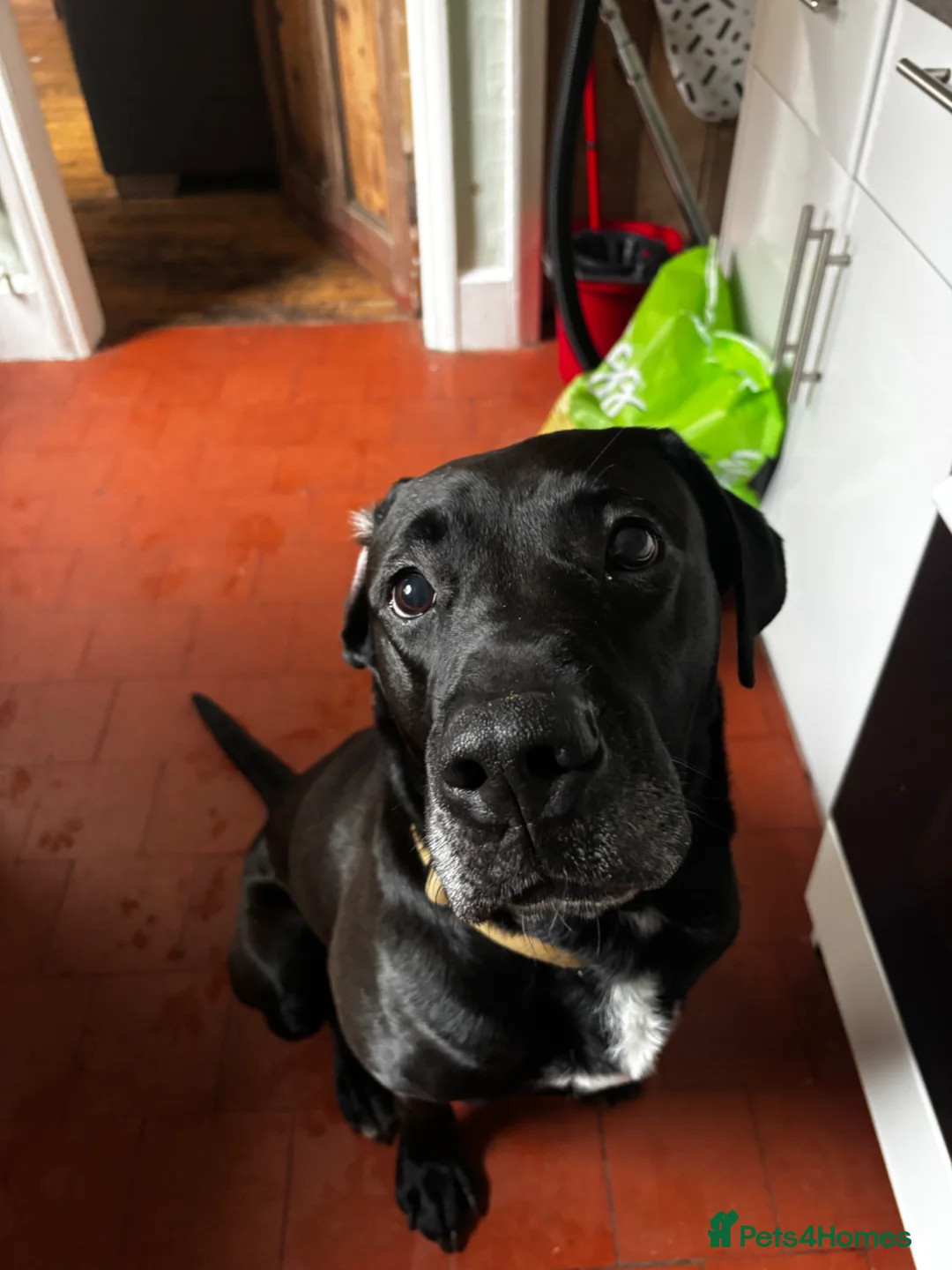 Labrador Retriever dogs for sale: Needing Rehoming ASAP - Advert 2