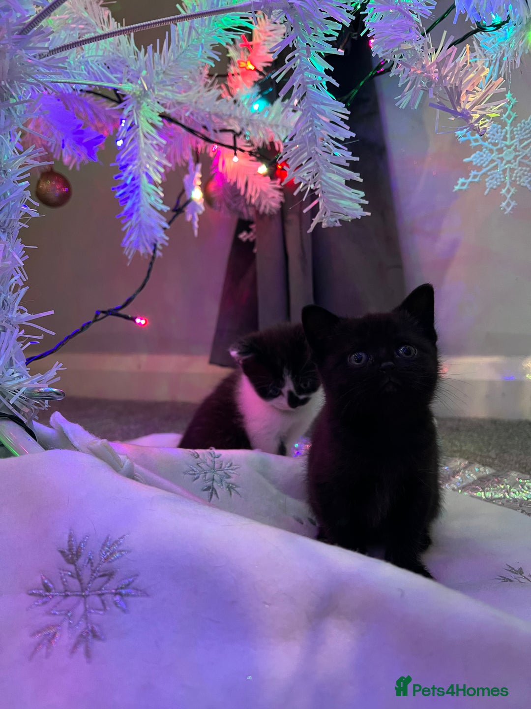 British Shorthair cats for sale: Beautiful British Shorthair Kittens  - Advert 7