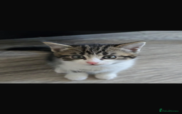 Bengal cats for sale: KITTENS READY TO GO!!!💓🐈🏡 - Image 7