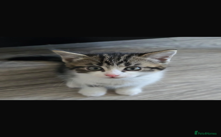 Bengal cats - Advert 3