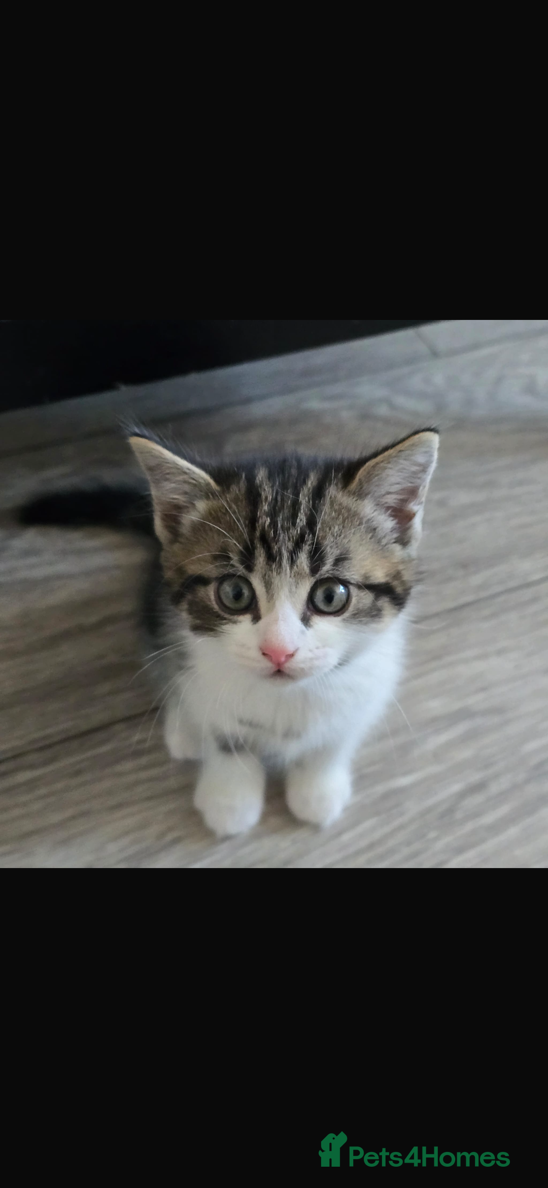 Bengal cats for sale: KITTENS READY TO GO!!!💓🐈🏡 - Image 7