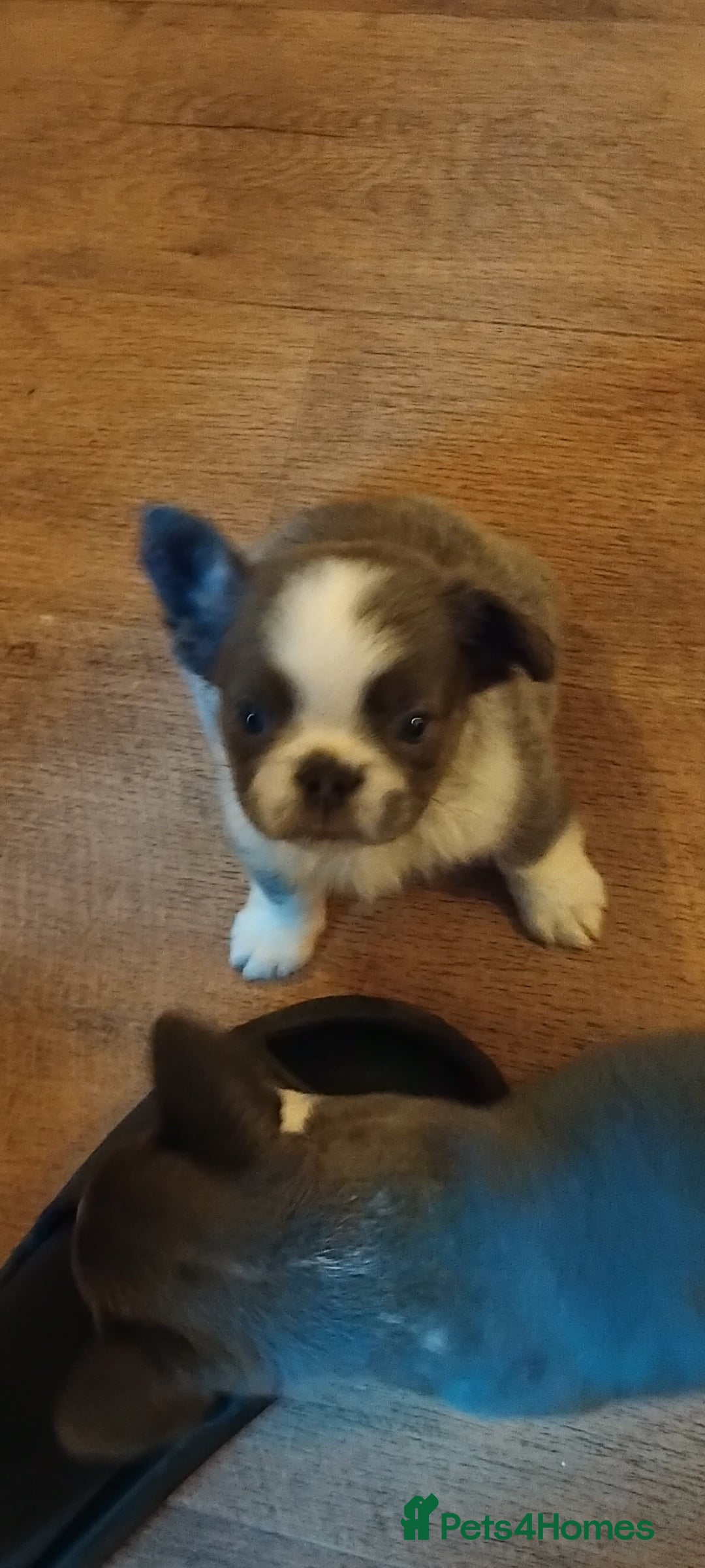 French Bulldog dogs for sale: X4 frenchbulldogs/fluffy carriers - Image 10