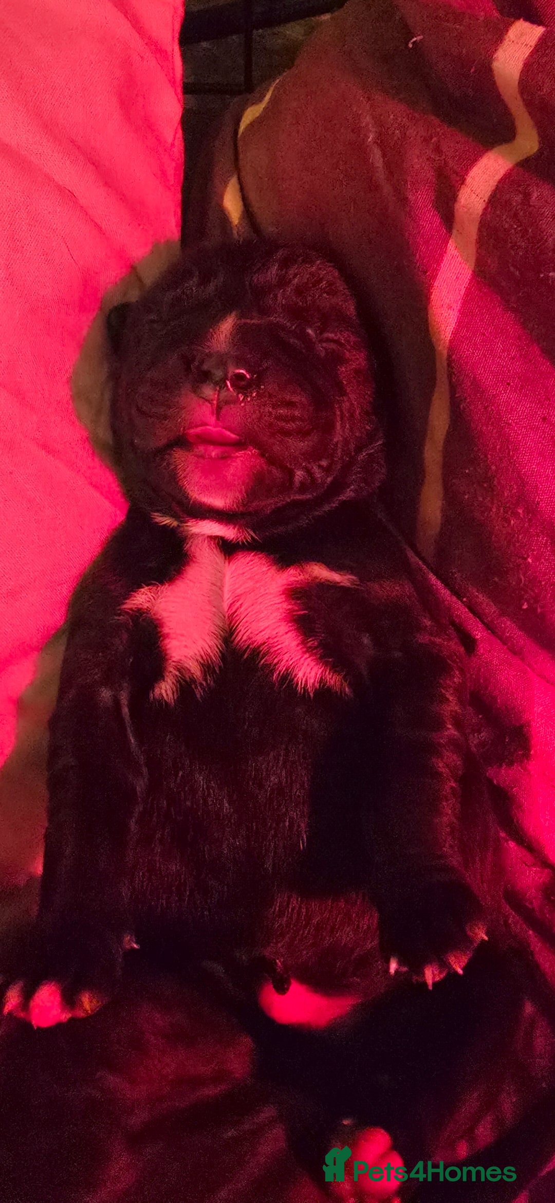 Cane Corso dogs for sale: 8 beautiful pedigree Cane Corso puppies - Image 7