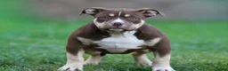 American Bully dogs for sale: 1 female left ready now  - Advert 4