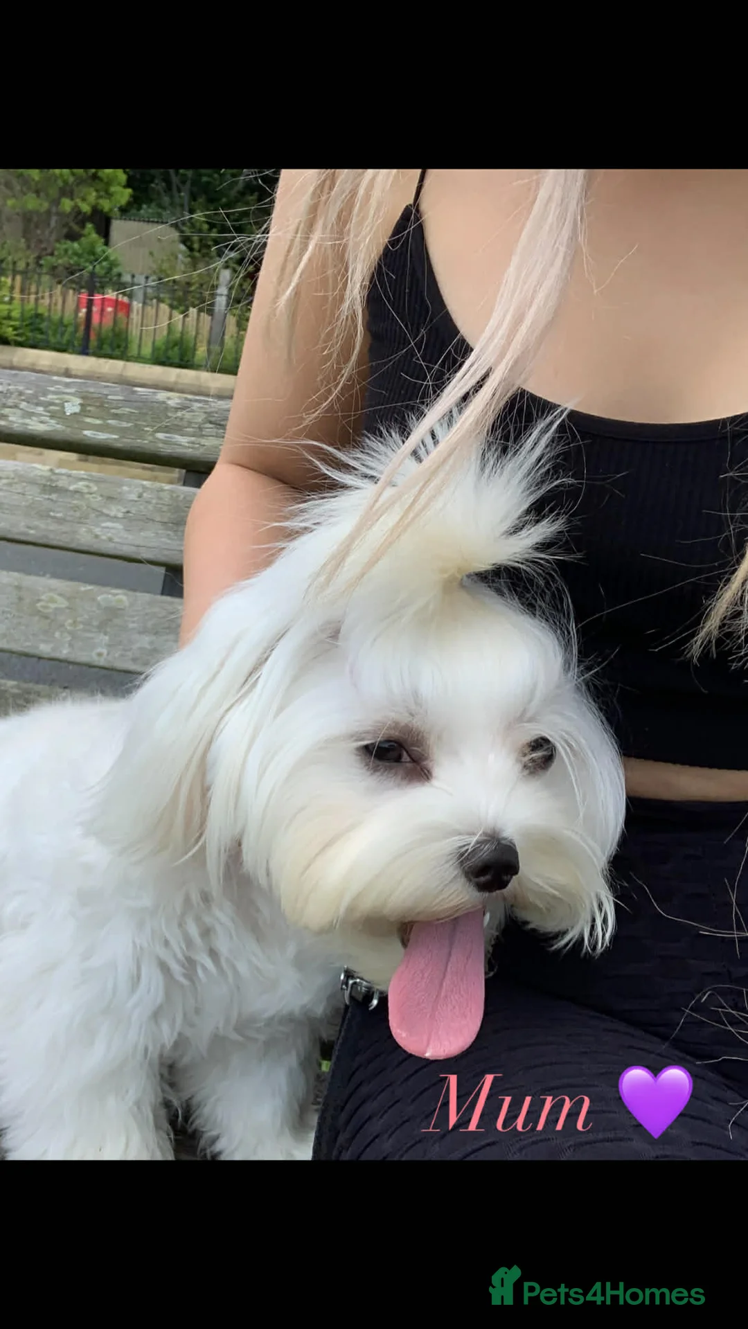 Maltipoo dogs for sale: Exquisite F1 Maltipoo Male - Advert 3