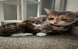 Mixed Breed cats for sale: male kitten  - Image 3