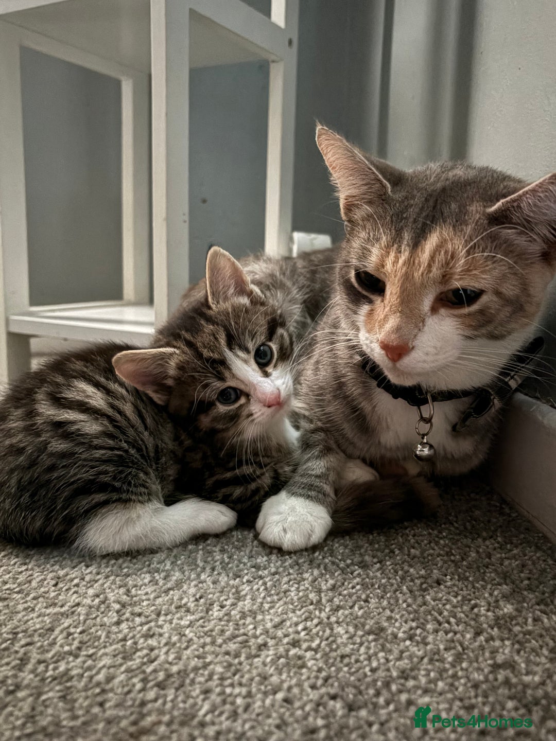 Mixed Breed cats for sale: male kitten  - Image 3