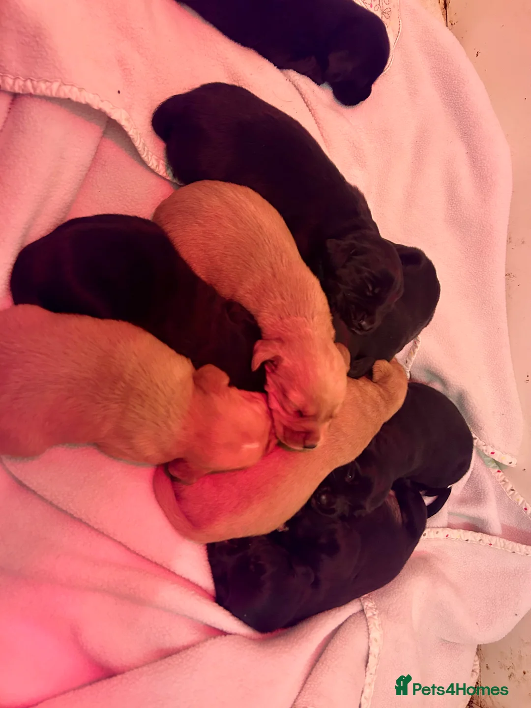 Cockerdor dogs for sale: Beautiful Cockerdors - Advert 9