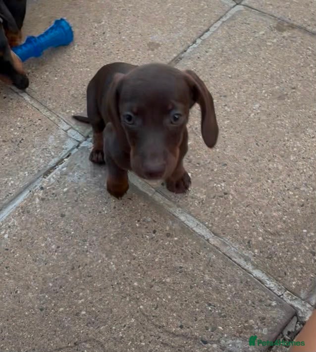 Dachshund dogs for sale:  1 brown Dachshund girl puppy remaining  - Advert 1