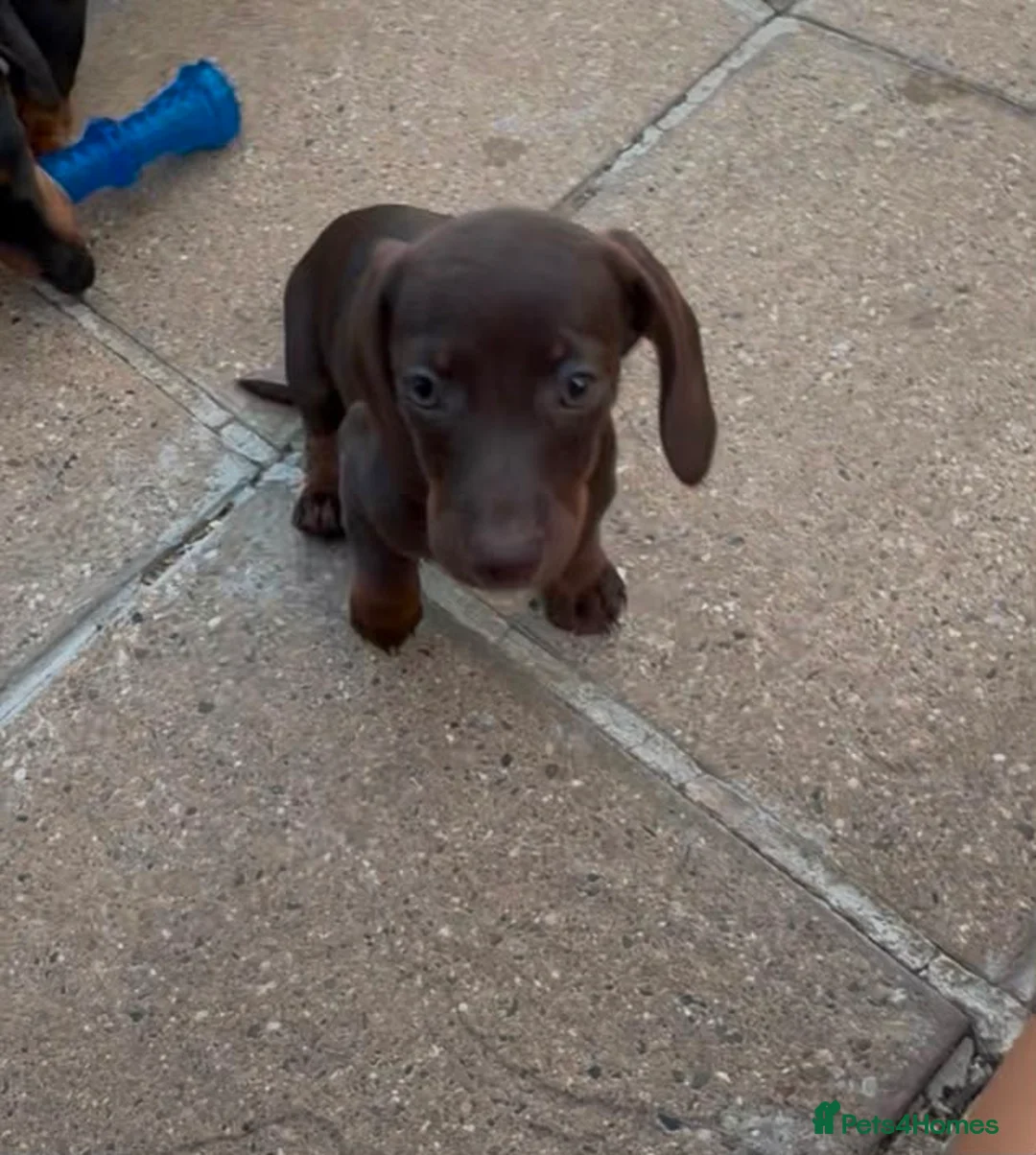 Dachshund dogs for sale:  1 brown Dachshund girl puppy remaining  - Advert 1
