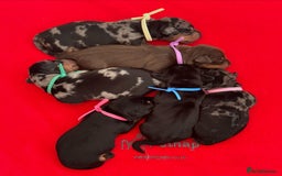 Miniature Dachshund dogs for stud: Black & Tan - Carrying Chocolate (3.8kg) in Dalry - Image 2