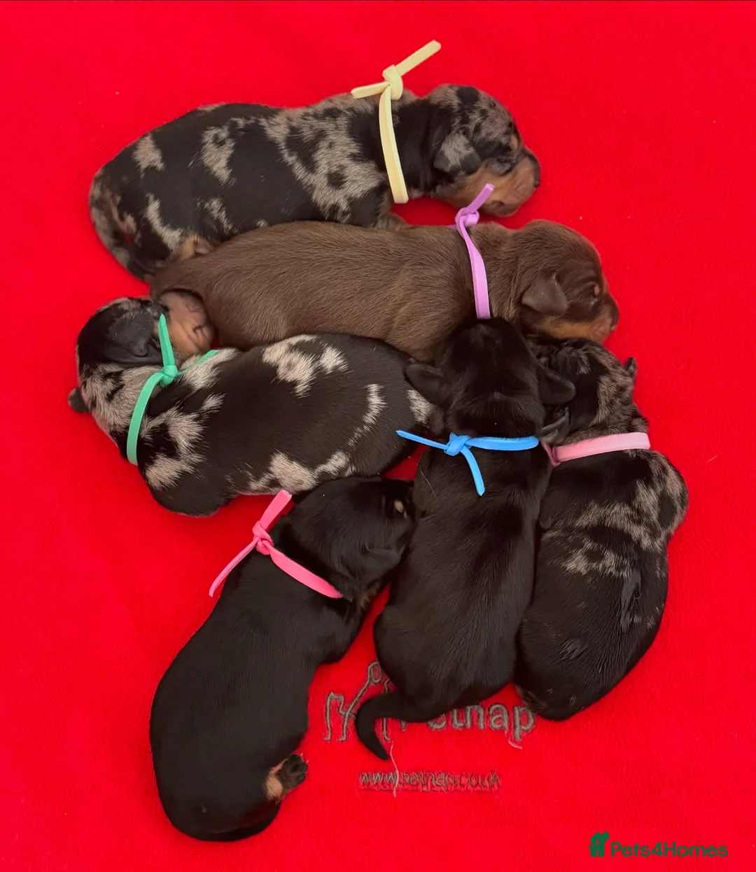 Miniature Dachshund dogs for stud: Black & Tan - Carrying Chocolate (3.8kg) in Dalry - Advert 3