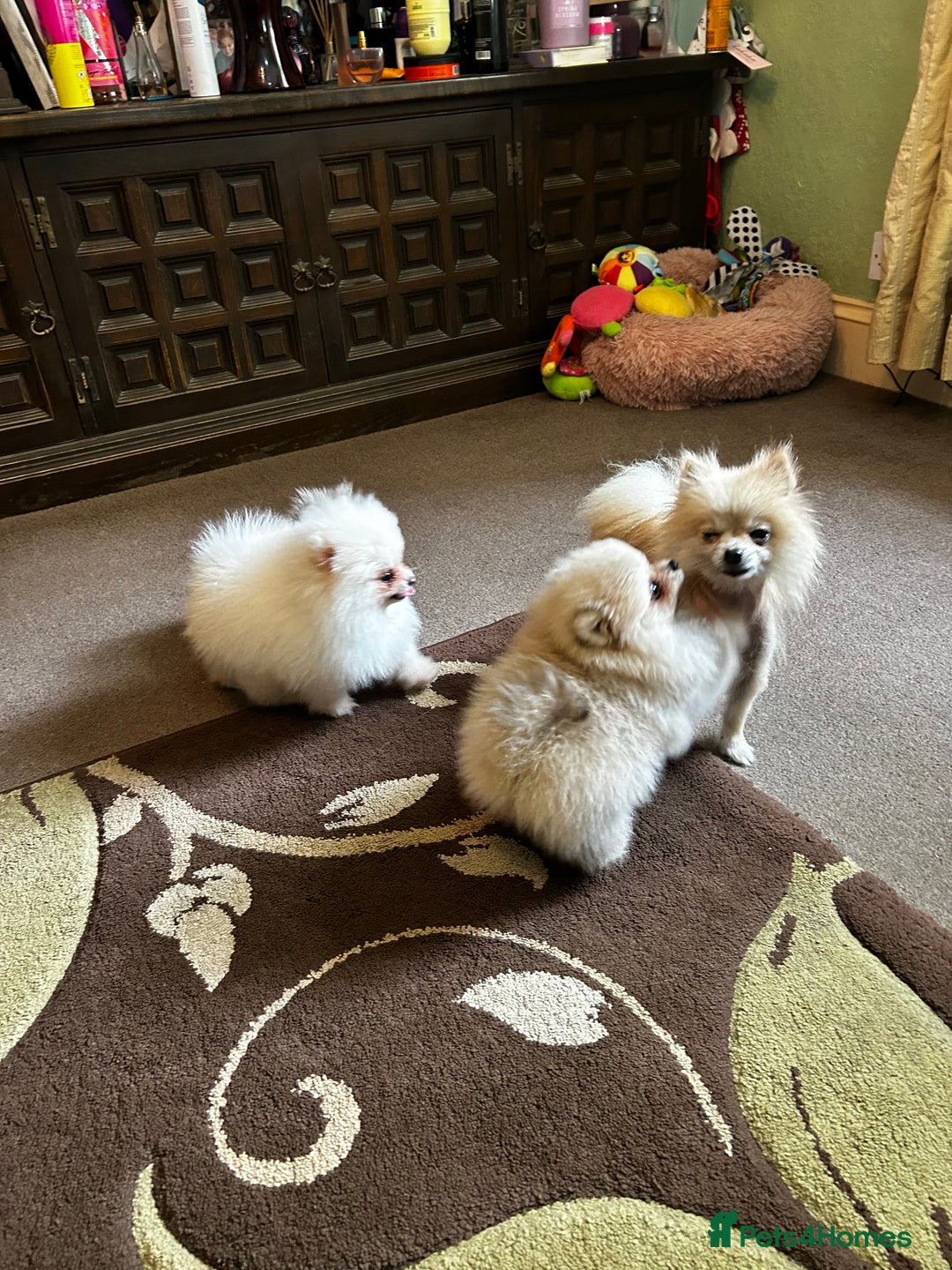 Pomeranian dogs for sale: Beautiful Pomeranian Teddy Bear Puppies - Image 9