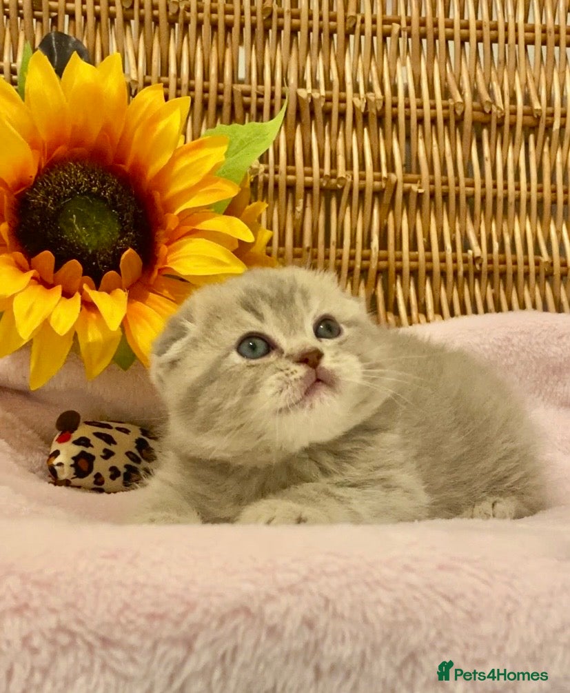 Scottish Fold cats 🧸QUALITY TICA REG FAWN SCOTTISH/BSH 😻🧸 - Advert 1