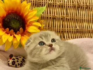 Scottish Fold cats 🧸QUALITY TICA REG FAWN SCOTTISH/BSH 😻🧸 - Advert 1