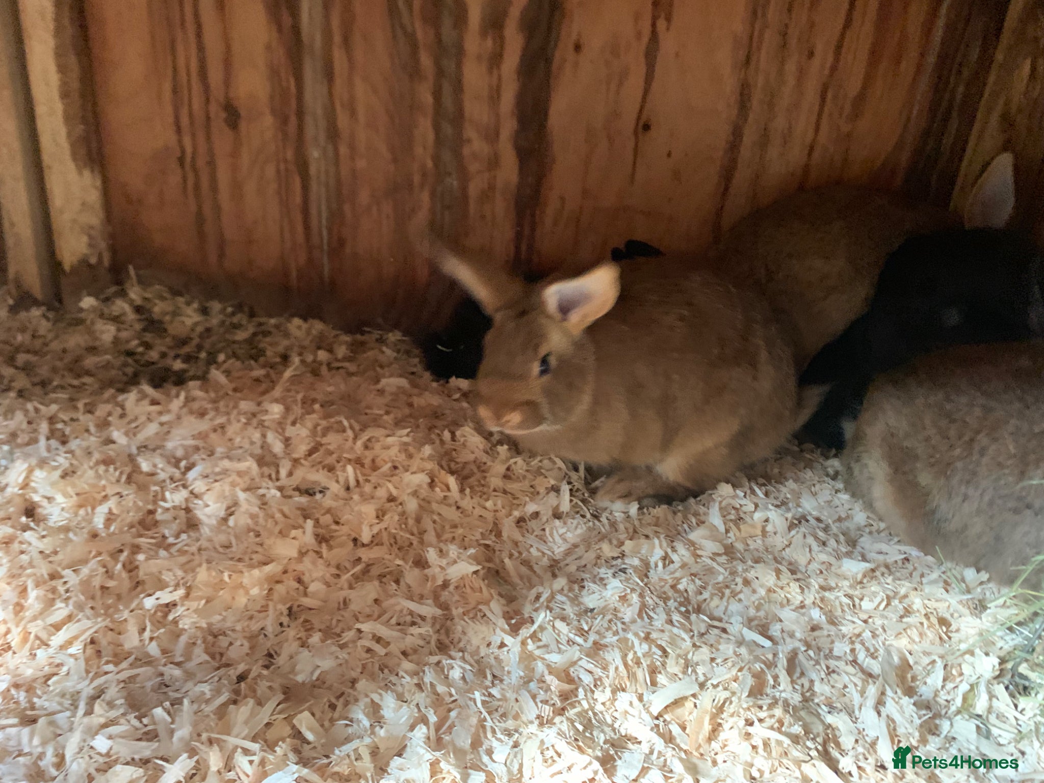 New Zealand rabbits for sale: Mixed New Zealand’s  - Advert 2